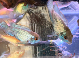 Electric Blue Acaras