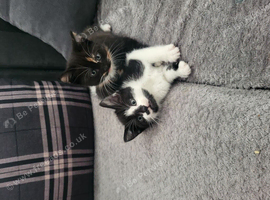 3 kittens
