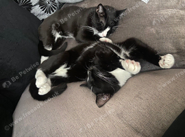 Tuxedo brothers