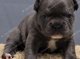 French bulldog bitch