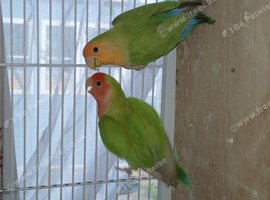 Lovebird pairs &pound;50