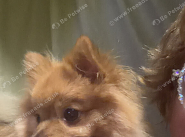 Pomeranian Girl