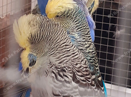 Adult budgies show type blue turquoise opaline