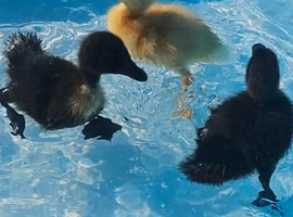 Pekin and pekin x Cayuga ducklings