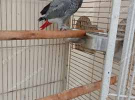 African grey