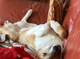 Mixed breed, Rotty, Labrador, or similar size wanted