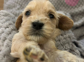 Cockapoo pups
