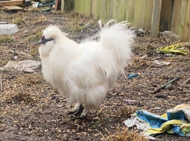 White silkie cockerel