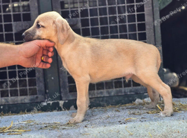 Beddie x whippet 1st cross