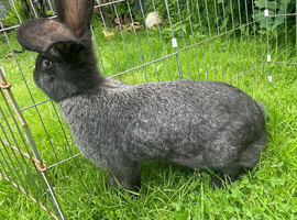 Last girl  pure bred continental giant