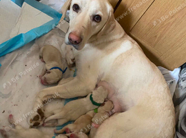 Last pups to sell labrador
