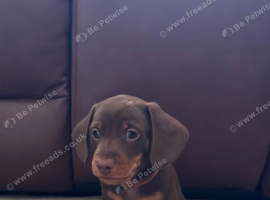 Miniature Dachshund Boys