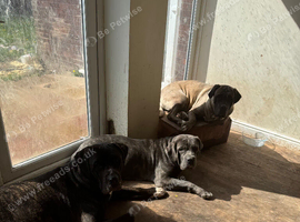 Rehome