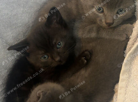 3 beautiful mixed breed kittens