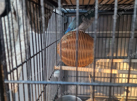 7 month old blue quaker