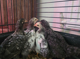4 week old chicks