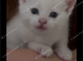 4 month old male kitten