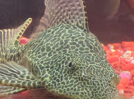 MARBLE SAILFIN PLECO