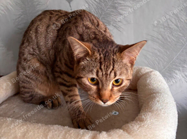 Bengal/British Short Hair