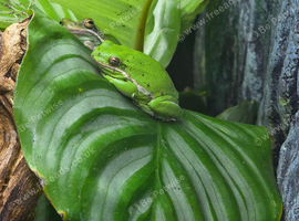 2 Male American Green Tree Frogs