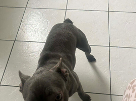 Female french bulldog