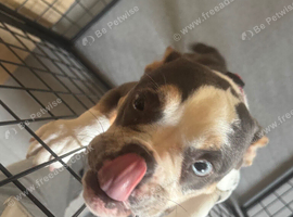Old tyme x French bulldog