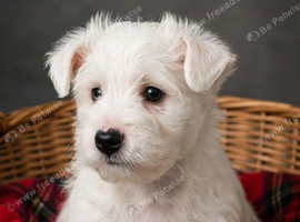 Adorable west highland terrier puppy
