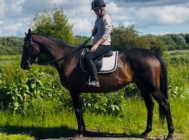 15.2/3hh mare