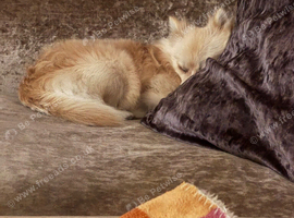 Pomchi