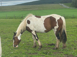 Cob x mare