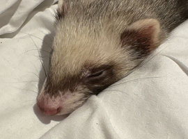 Looking for 1-2 ferrets