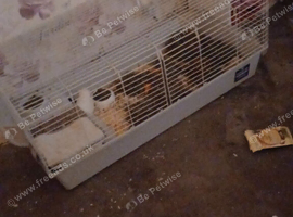 2x female guinea pigs