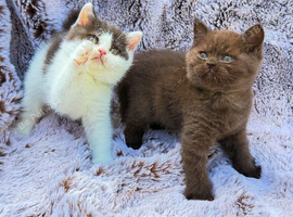 Rainbow British shorthair litter of 5