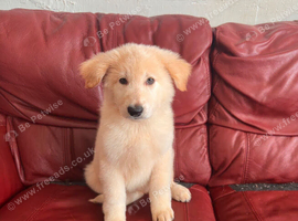 Ready to leave quality GSD pups 1 female left