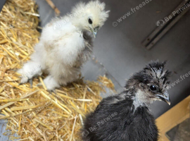 2 Silkie chicks for sale