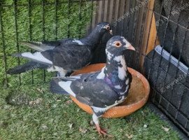 Racing pigeons