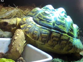 6 year old Leopard tortoise