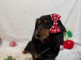 Miniature Dachshund Searching for her loving home