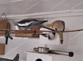 Cockatiels