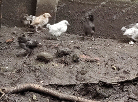 Hybrid family