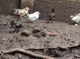 Laying/hen