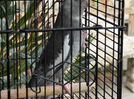 Female cockatiel