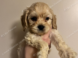 Beautiful American cockapoo babies available.