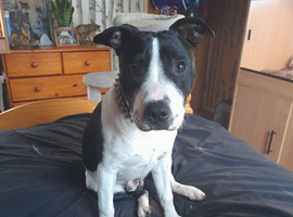 staffie