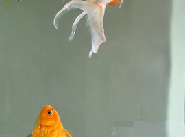 GOLD FISH