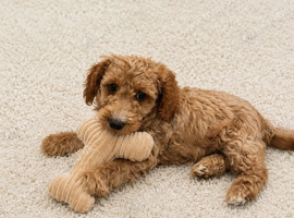 Female F1b cockapoo