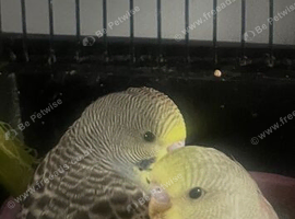 Budgies