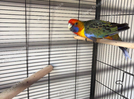 Male mantle rosella