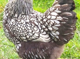 Chickens (POL)
