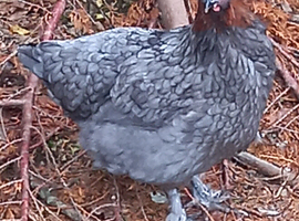 French copper maran pullets